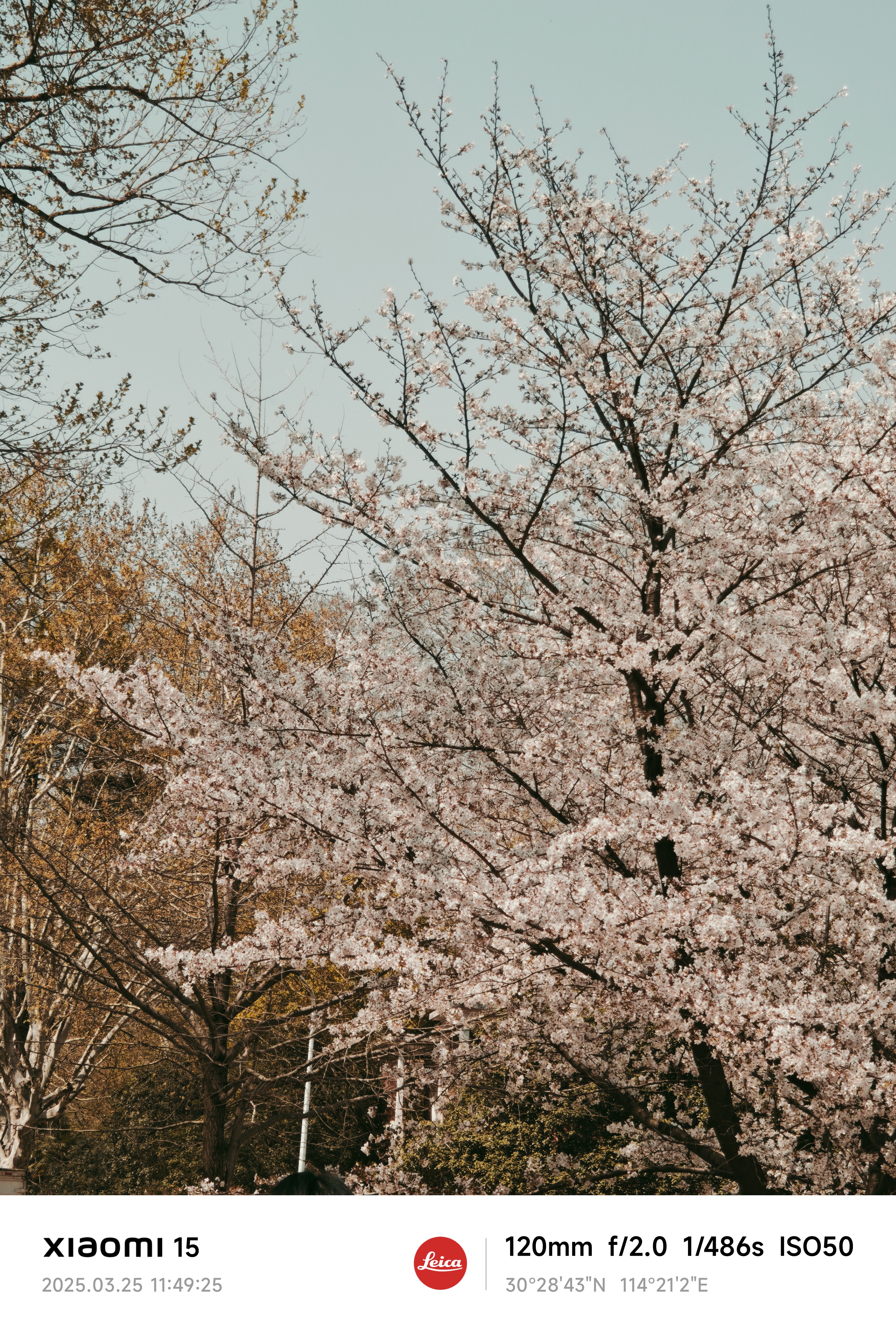 cherry blossom
